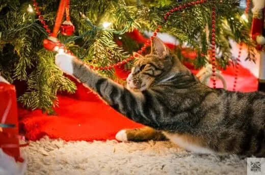 Haustierfreundlicher Weihnachtsbaum | Tipps von MONTE-PETS - MONTE-PETS