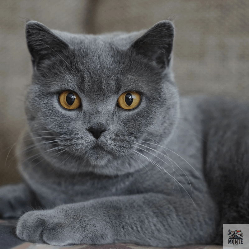 Wie lange darf man Katzen allein lassen? | Tipps von MONTE-PETS - MONTE-PETS