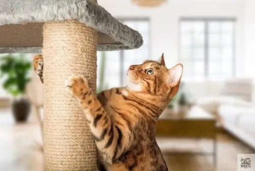 Die wichtigsten Kriterien für die Auswahl eines Kratzbaums | Tipps von MONTE-PETS - MONTE-PETS