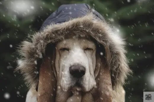 Hundeschutz bei Minusgraden – Pfotenschutz für Hunde im Winter