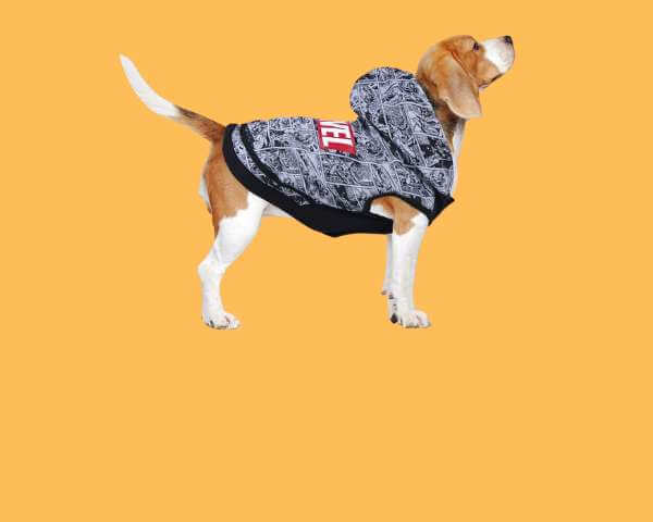 Coole Hunde- und Katzenkleidung - Beagle trägt stylische Jacke mit Kapuze vor orangefarbenem Hintergrund.