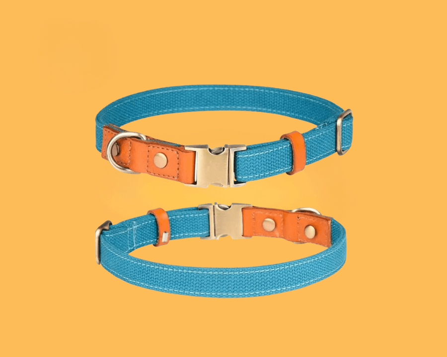 Stylische Hundehalsbänder in leuchtendem Blau mit orangefarbenen Akzenten und robustem Verschluss.